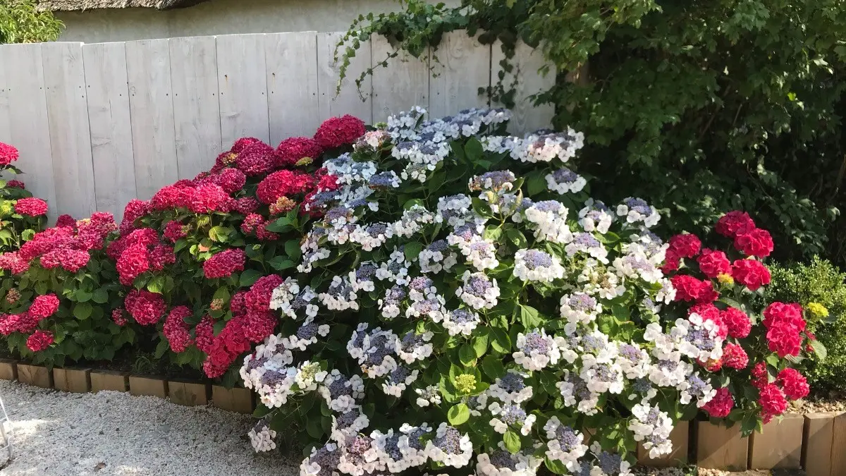 81800 - Le jardin de la chaumière Anouck