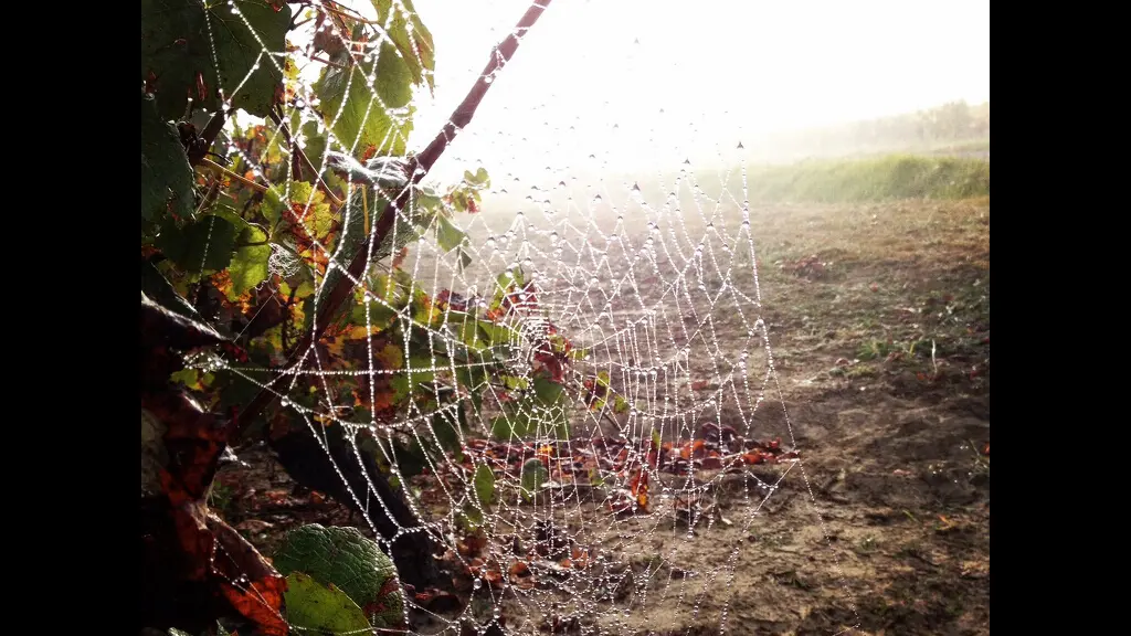 2015-degustations-domaine-forgeau--44-DEG-photo2