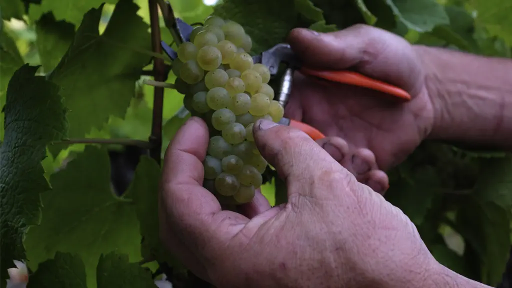2016-cave-Domaines-Vinet-La-Haye-Fouassière-44-levignobledenantes-tourisme-DEG (1)