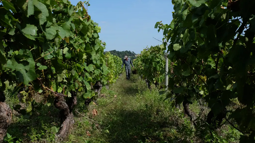 2016-cave-Domaines-Vinet-La-Haye-Fouassière-44-levignobledenantes-tourisme-DEG (3)