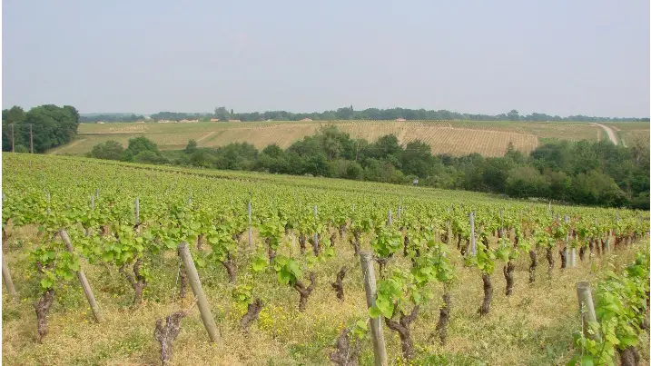Paysage de vignes