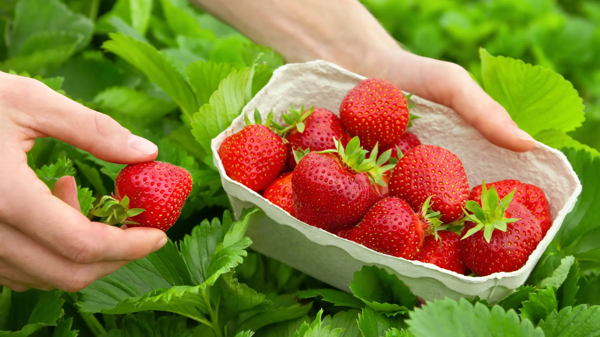 2016-ferme-chebuette-st-julien-concelles-44-levignobledenantes-tourisme-DEG (2)