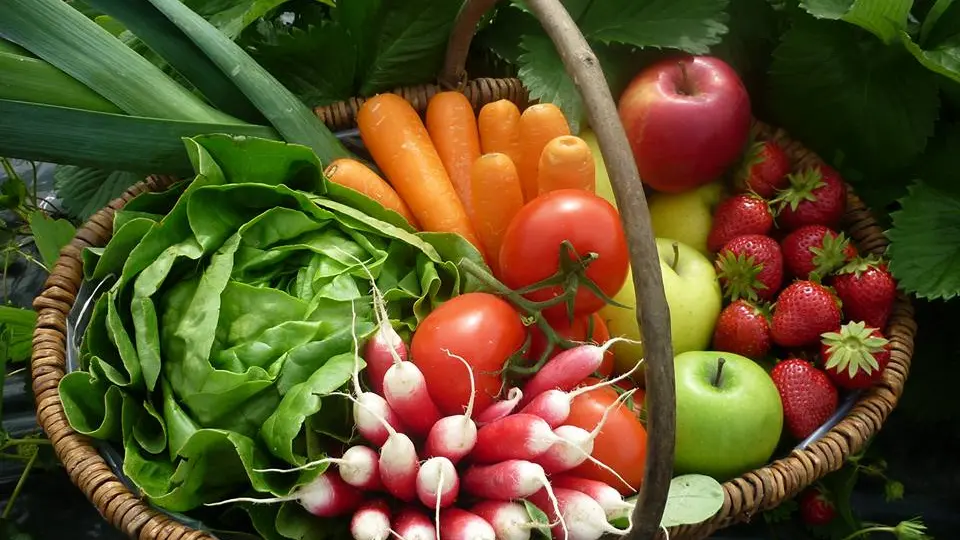 2016-ferme-chebuette-st-julien-concelles-44-levignobledenantes-tourisme-DEG (3)