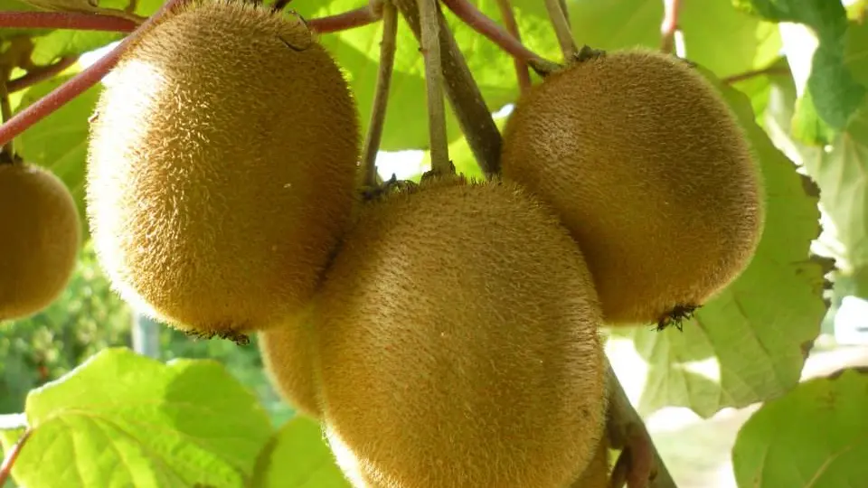 2016-ferme-chebuette-st-julien-concelles-44-levignobledenantes-tourisme-DEG (4)