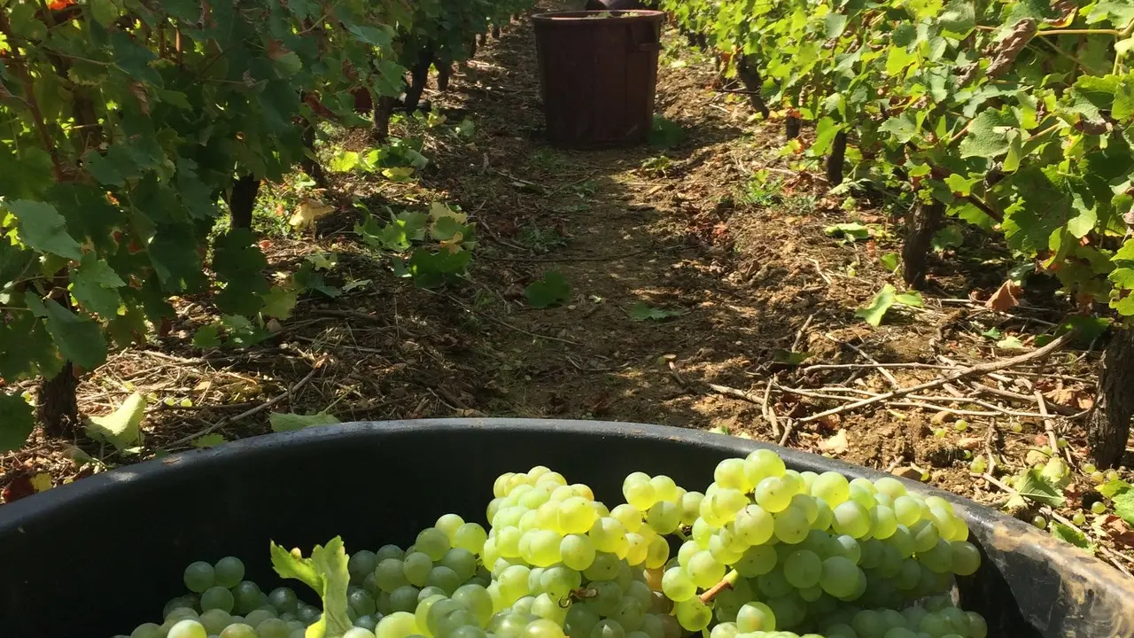 domaine-bois-haut-gorges2-44-levignobledenantes-tourisme