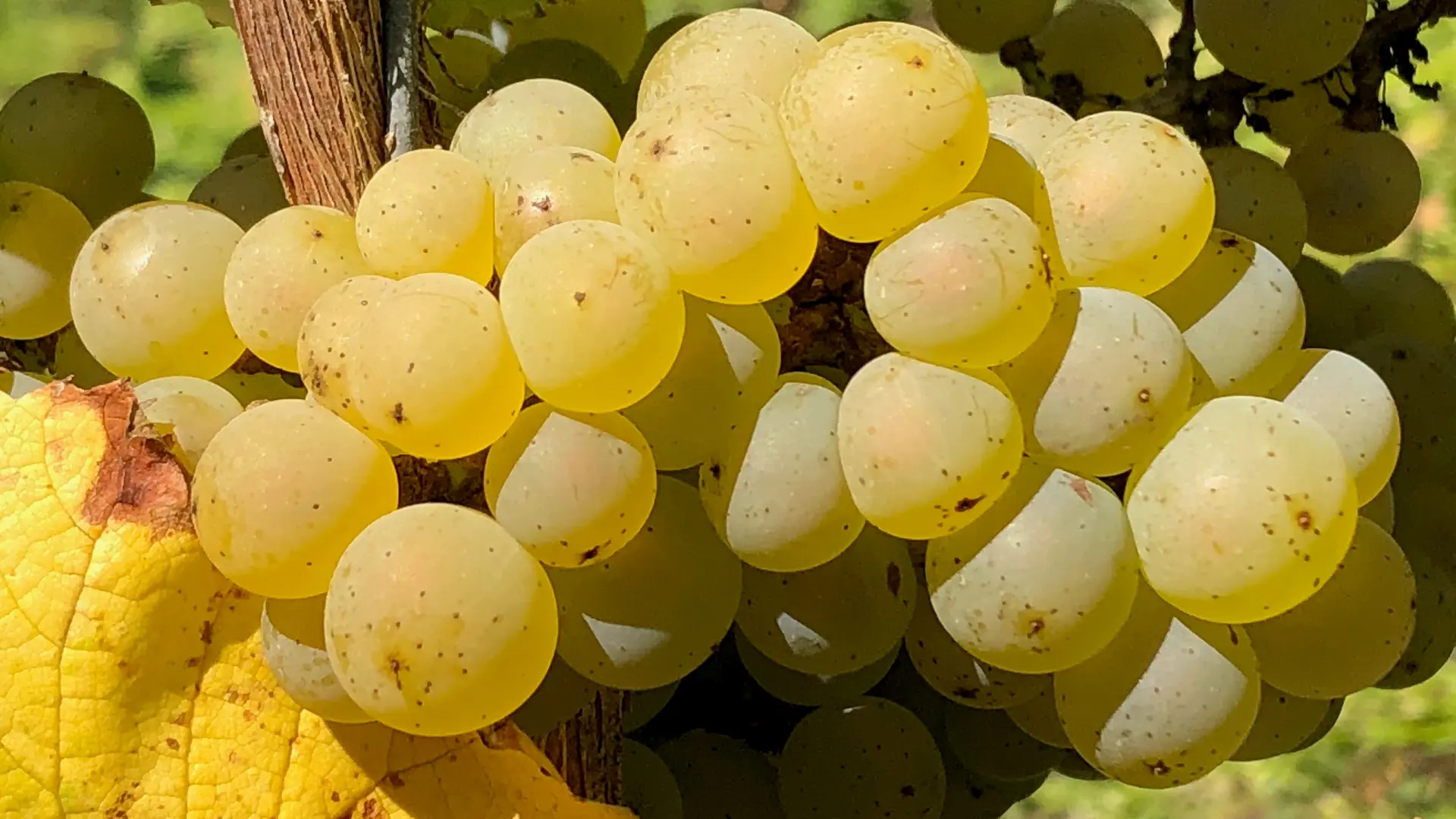 2019-degustation-chateau-cassemichere-lachapelleheulin-44-levignobledenantes