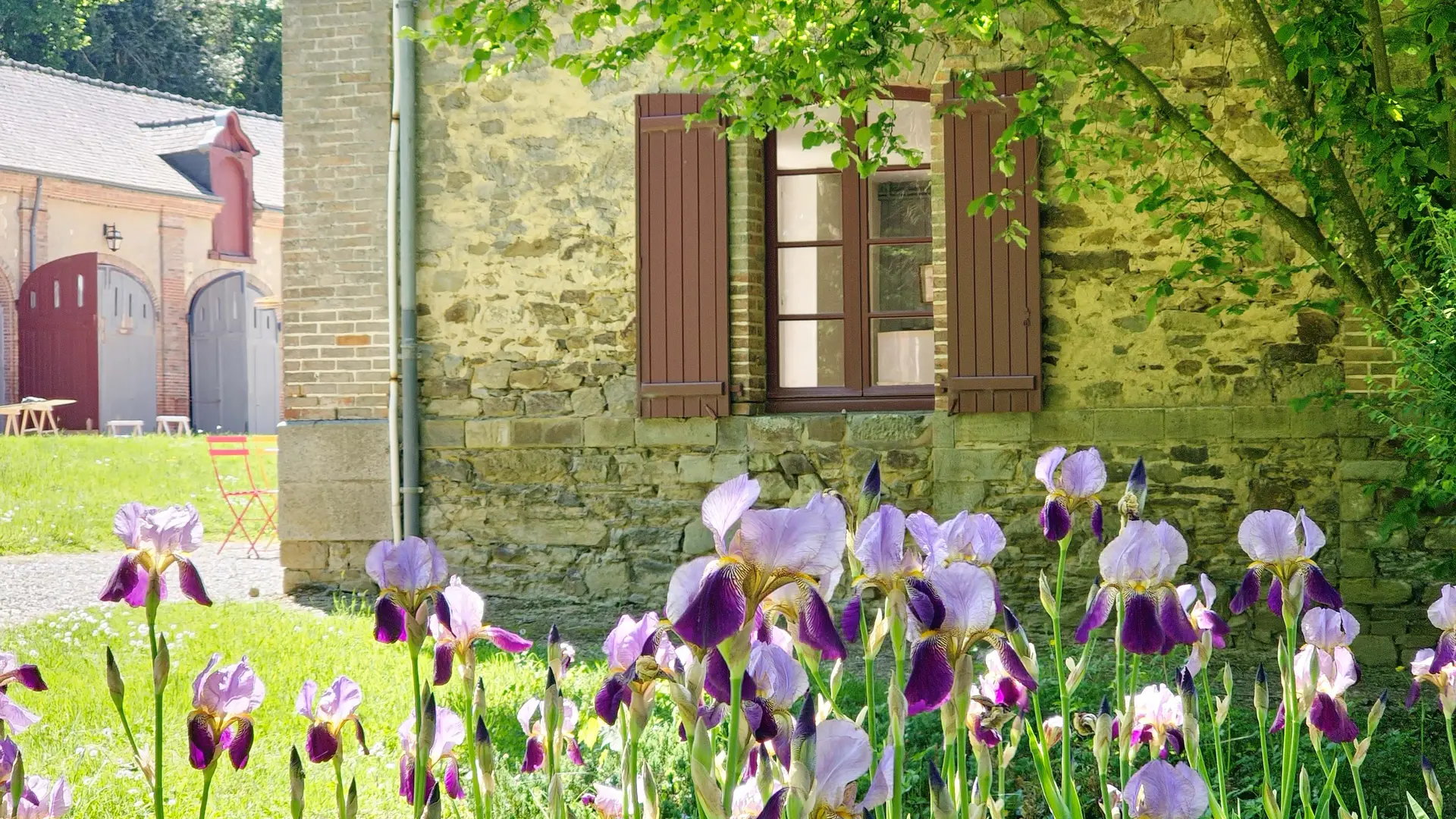 Les iris dans le jardin de l'orangerie