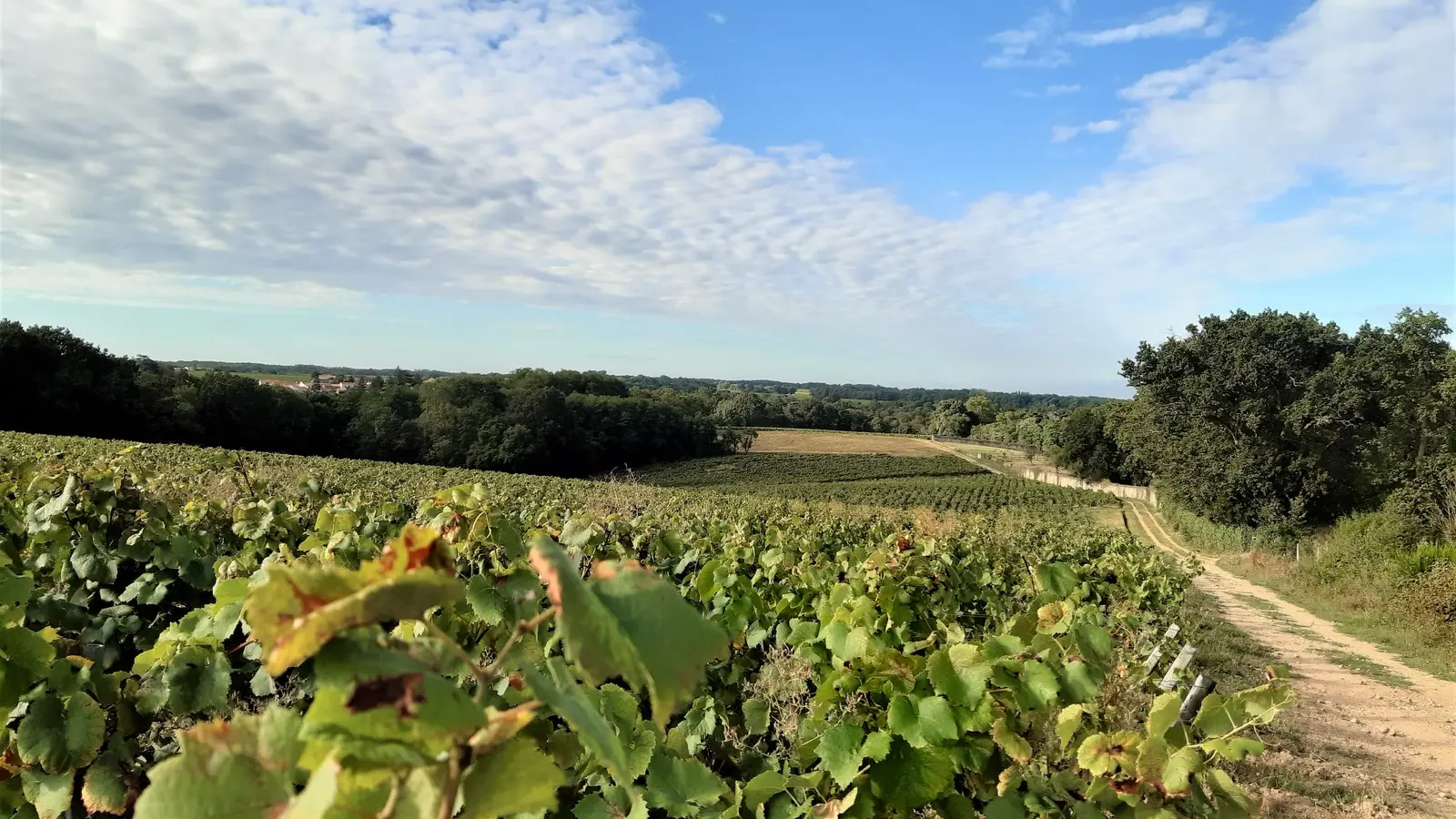 circuit entre moulins et chateaux la haye fouassiere