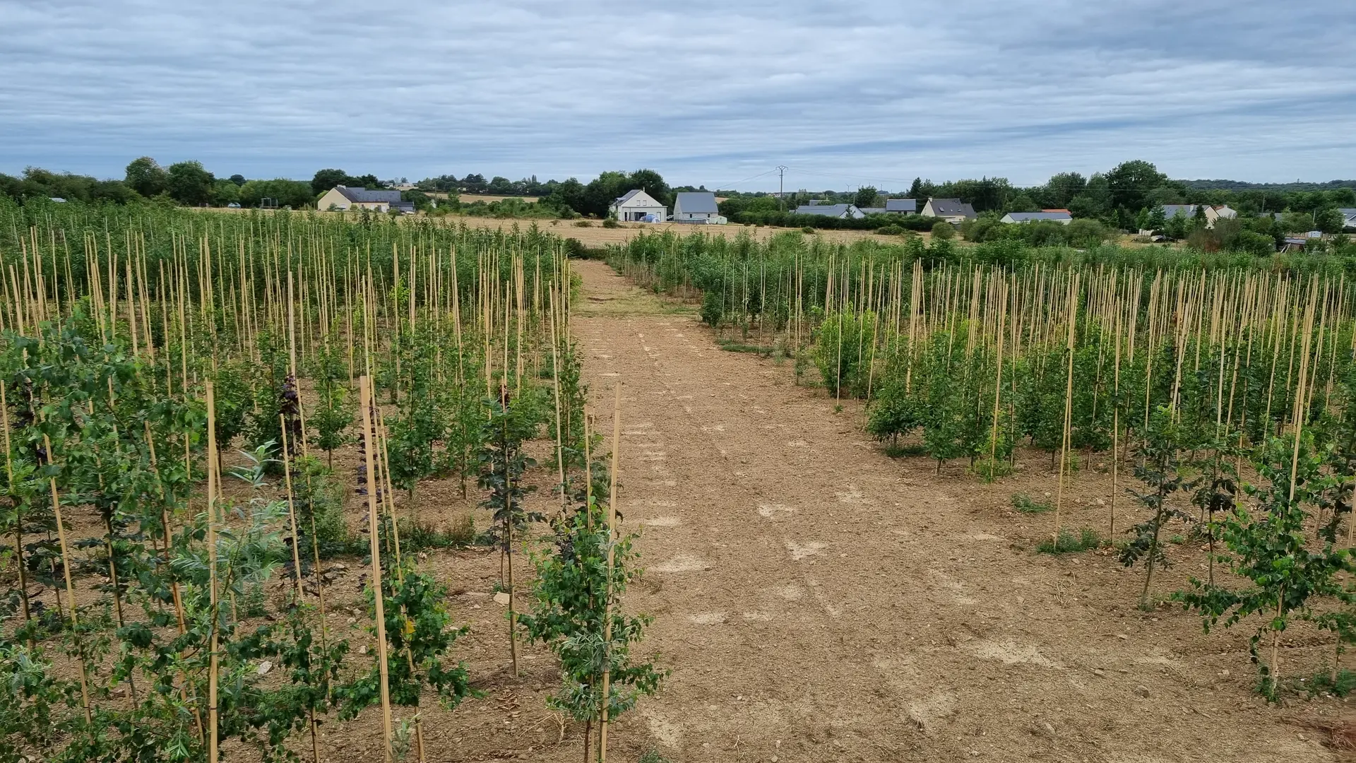 Production pleine terre