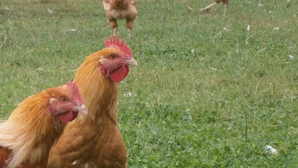 GAEC PAUTONNIER - vollailes Brecé 53