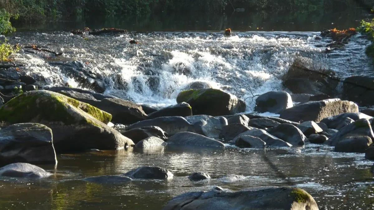 114526 - chaussée sur la Sèvre Nantaise