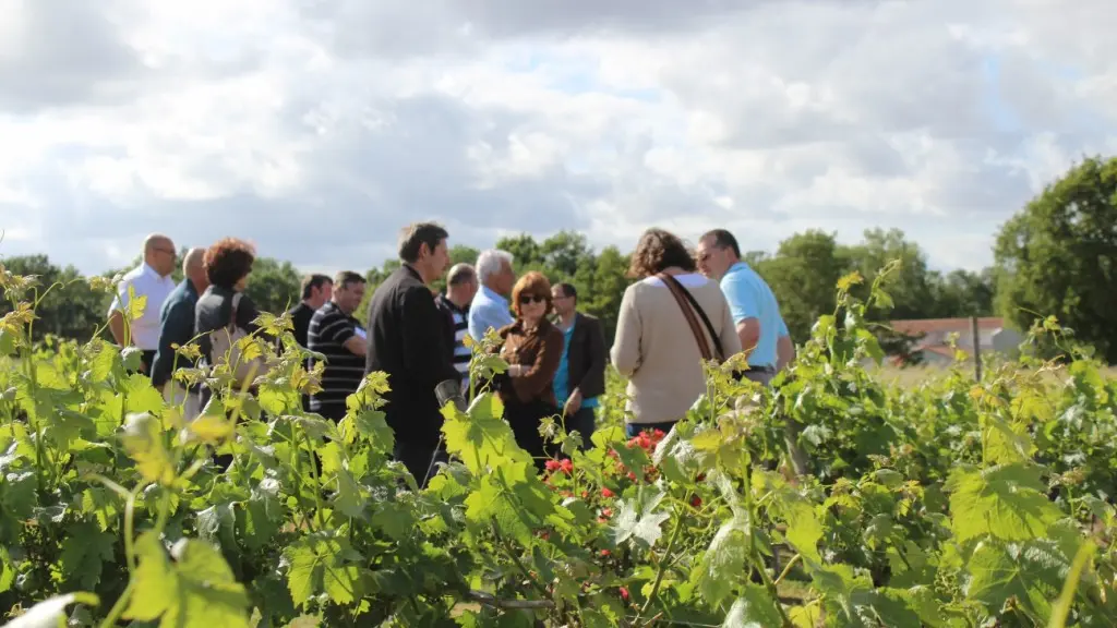 viticulteur-forgesu-mouzillon-44-DEG (6)