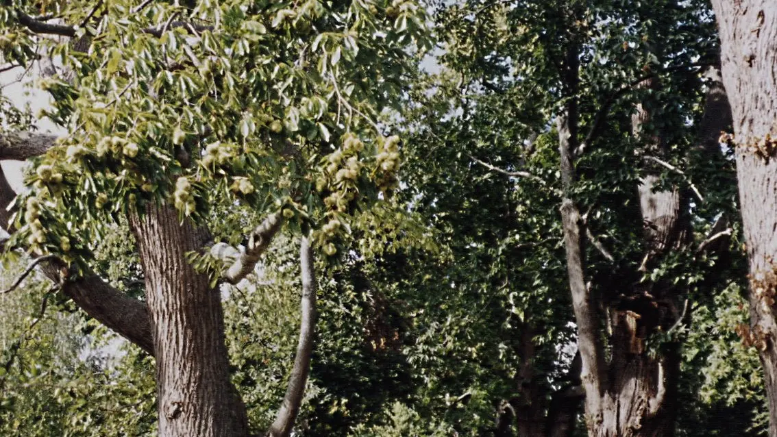 Randonnée pédestre.Lavernat