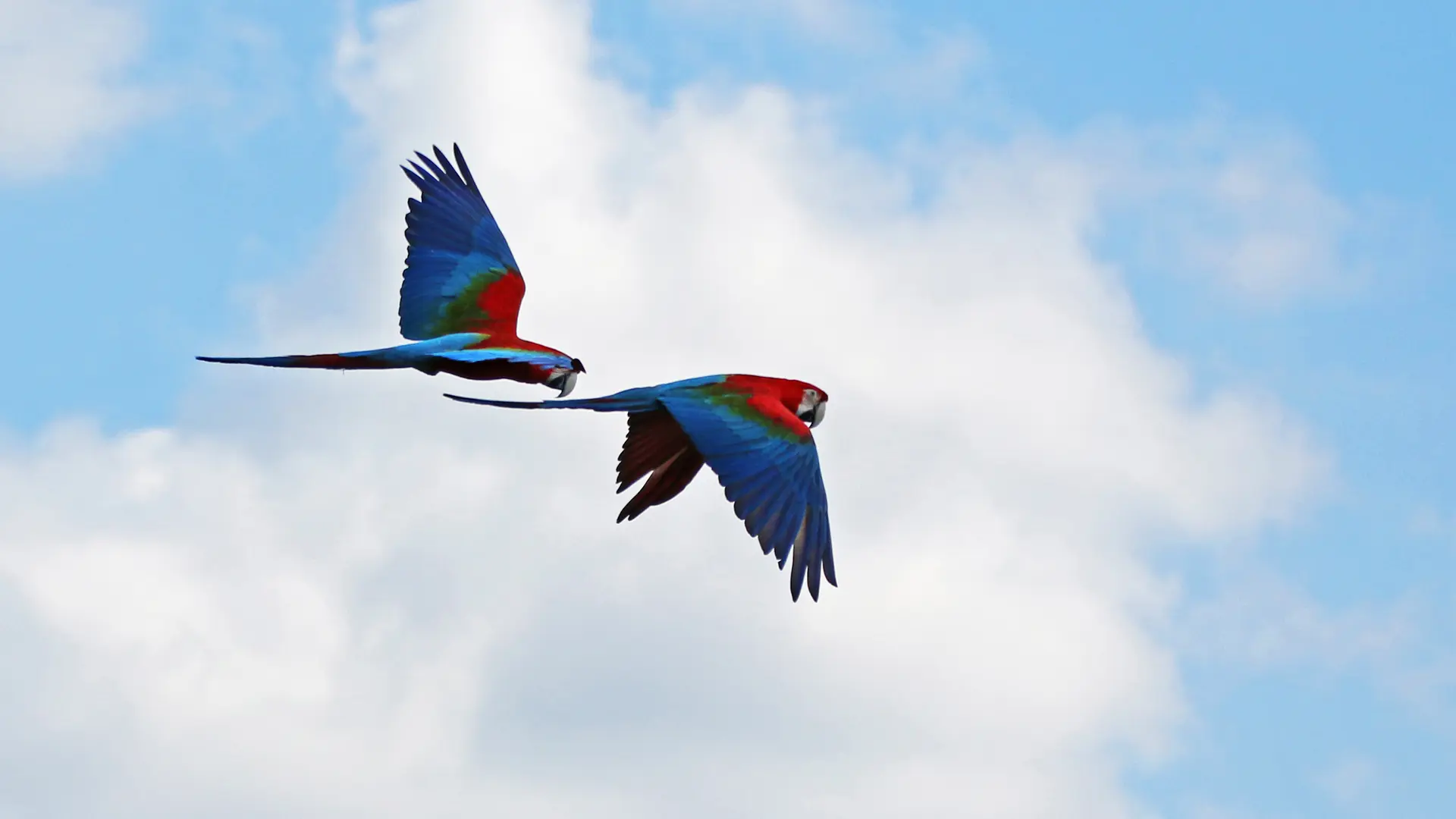 zoo-Ara chloroptère-la-boissiere-44
