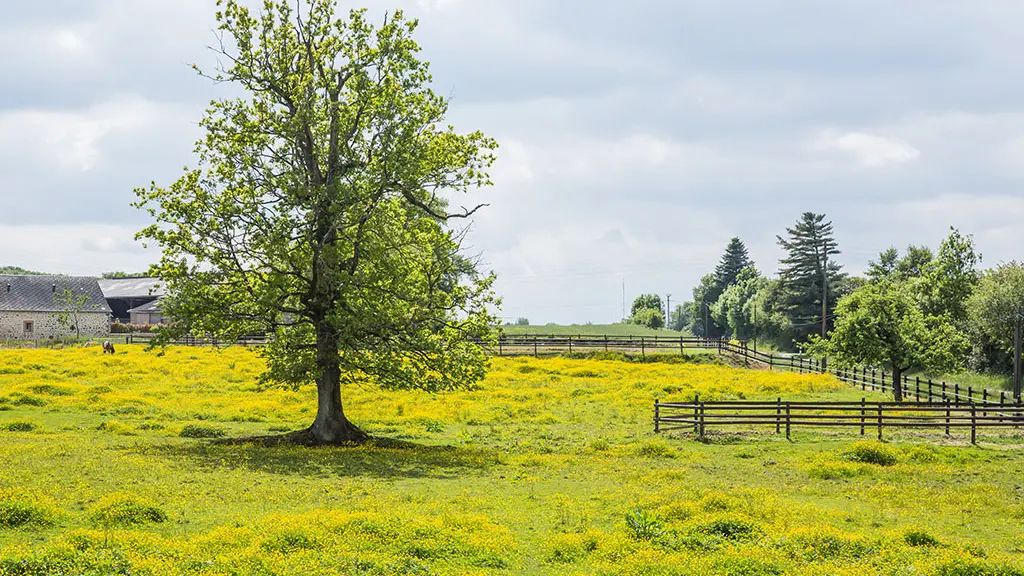 Avant-Ize-D238-007-CP-Philippe-Caharel
