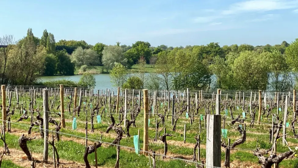 les vignes et étangs de saint denis d'anjou