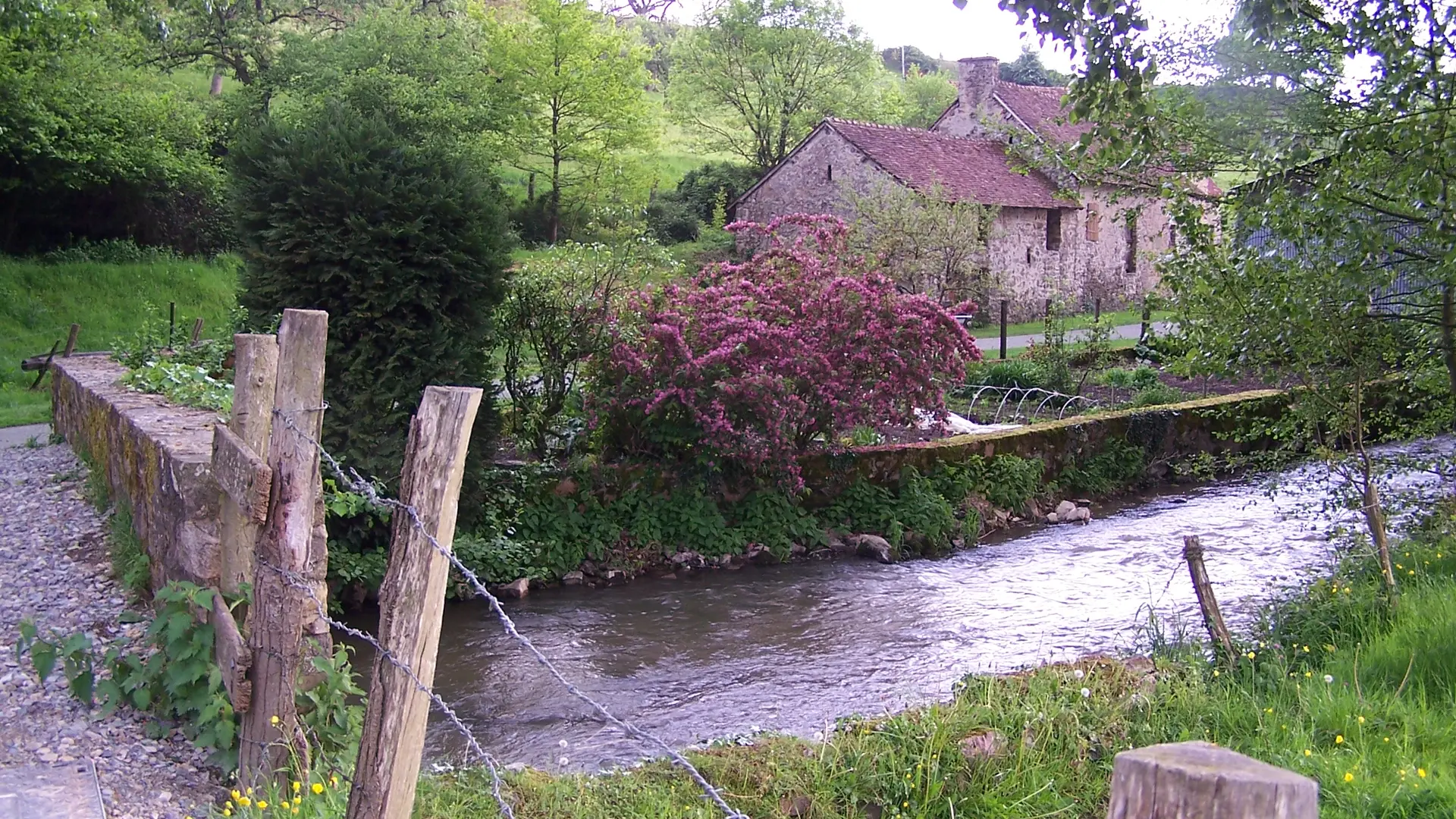 Chat-hirsute-2025-Ste-Suz-10