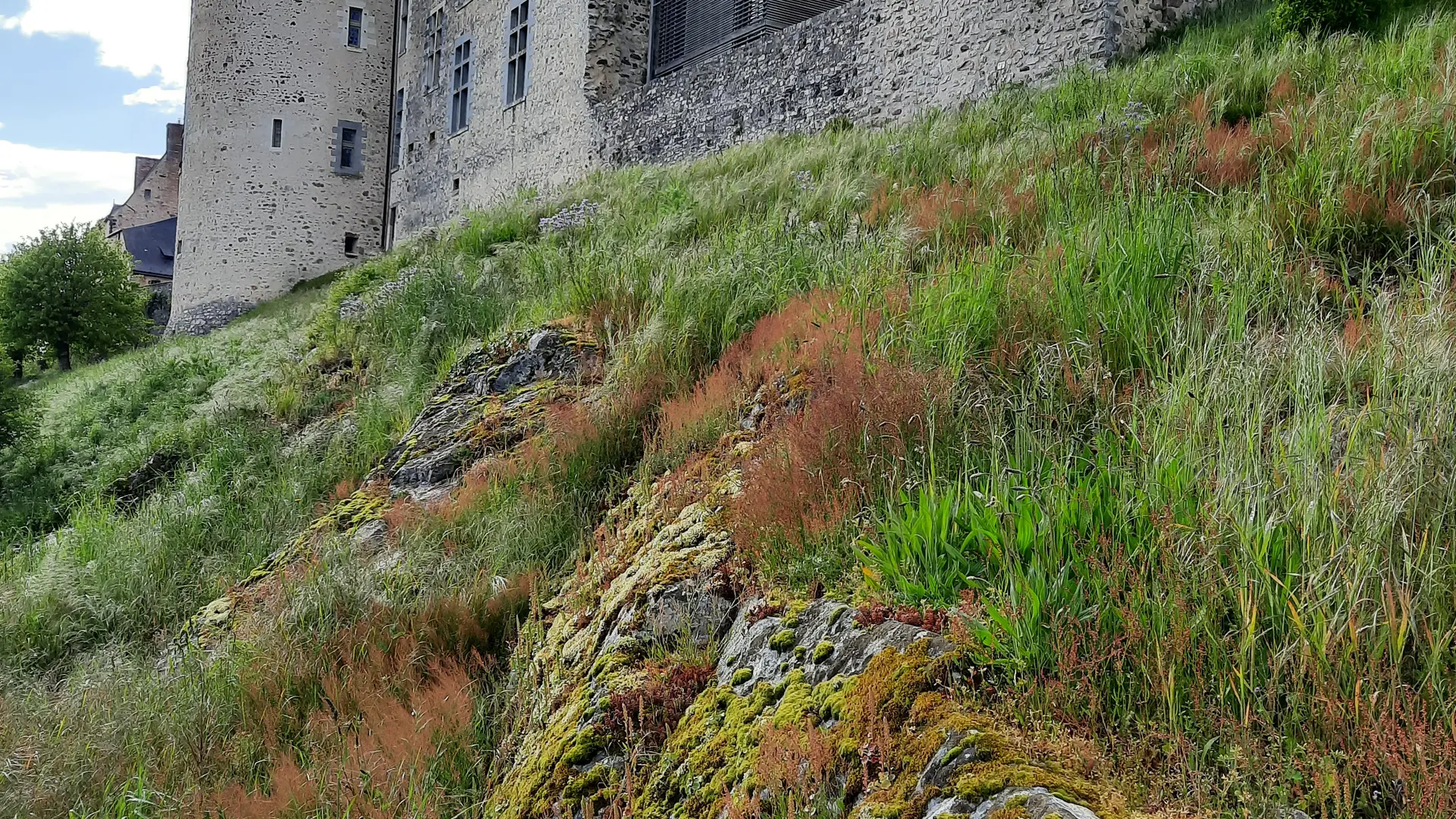 Chat-hirsute-2025-Ste-Suz-3