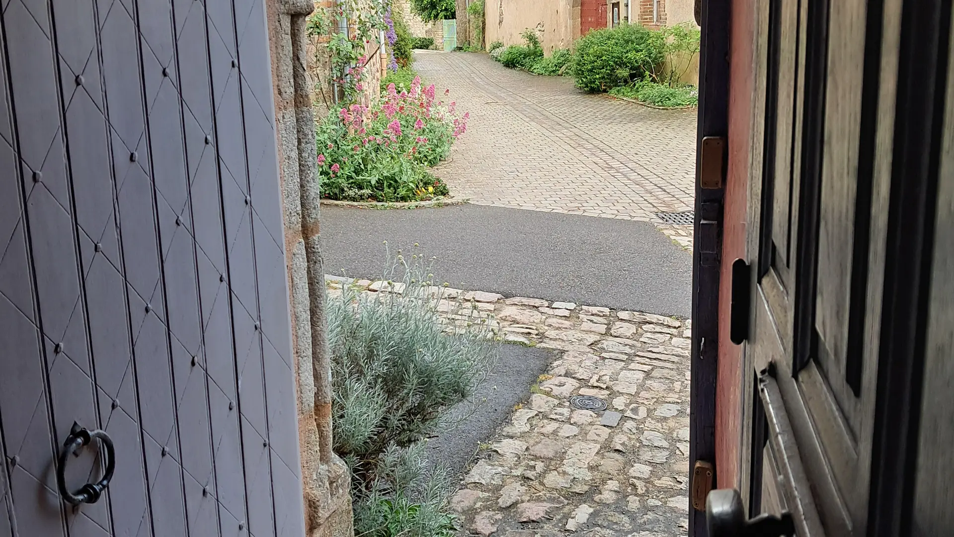 Chat-hirsute-2025-entrée-maison