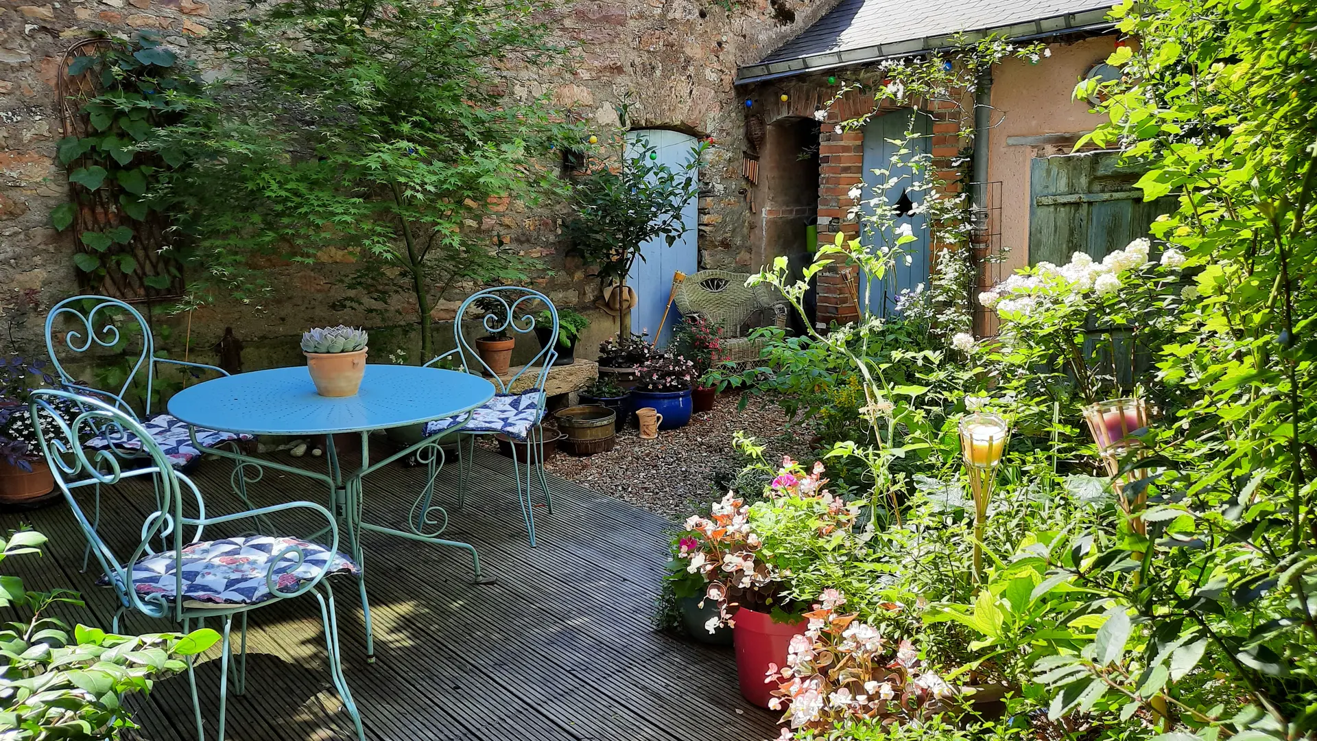 Chat-hirsute-2025-jardinet-2