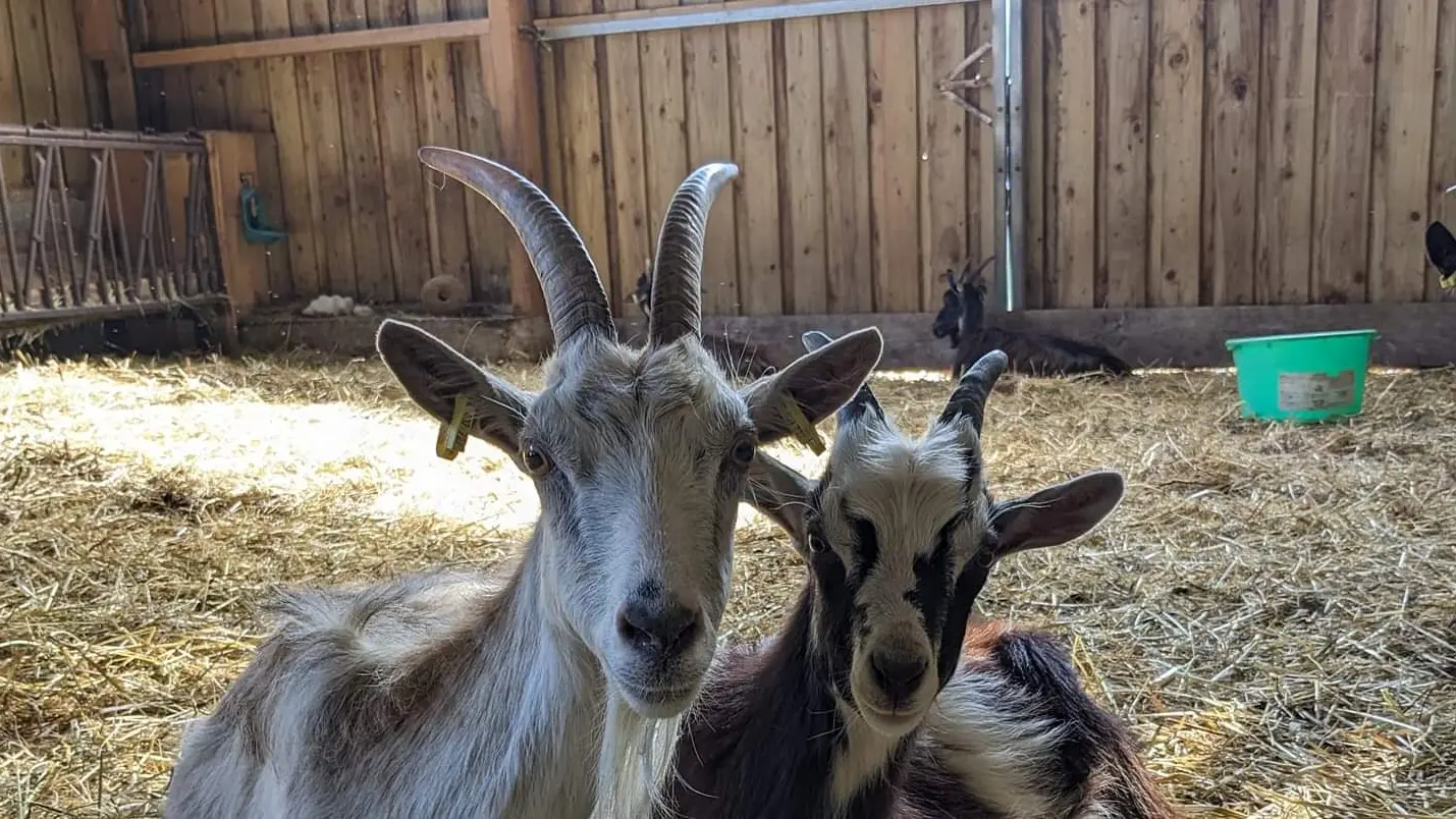 Les Chèvres de St Céneri - Saint-Céneri-le-Gérei - chèvres