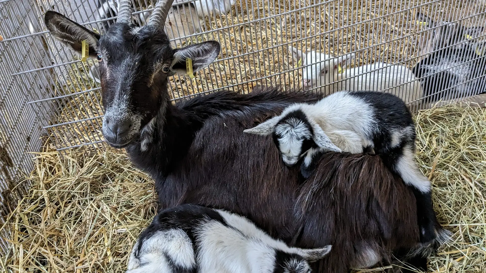 Les Chèvres de St Céneri - Saint-Céneri-le-Gérei - chèvres