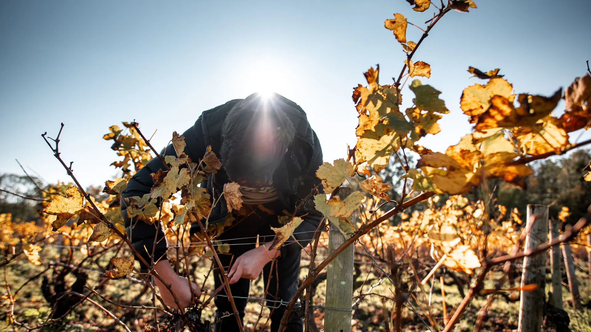 La taille des vignes