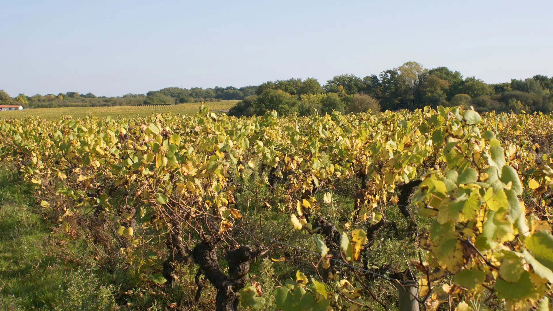 domaine-poiron-dabin-chateau-thebaud-44-levignobledenantes-tourisme