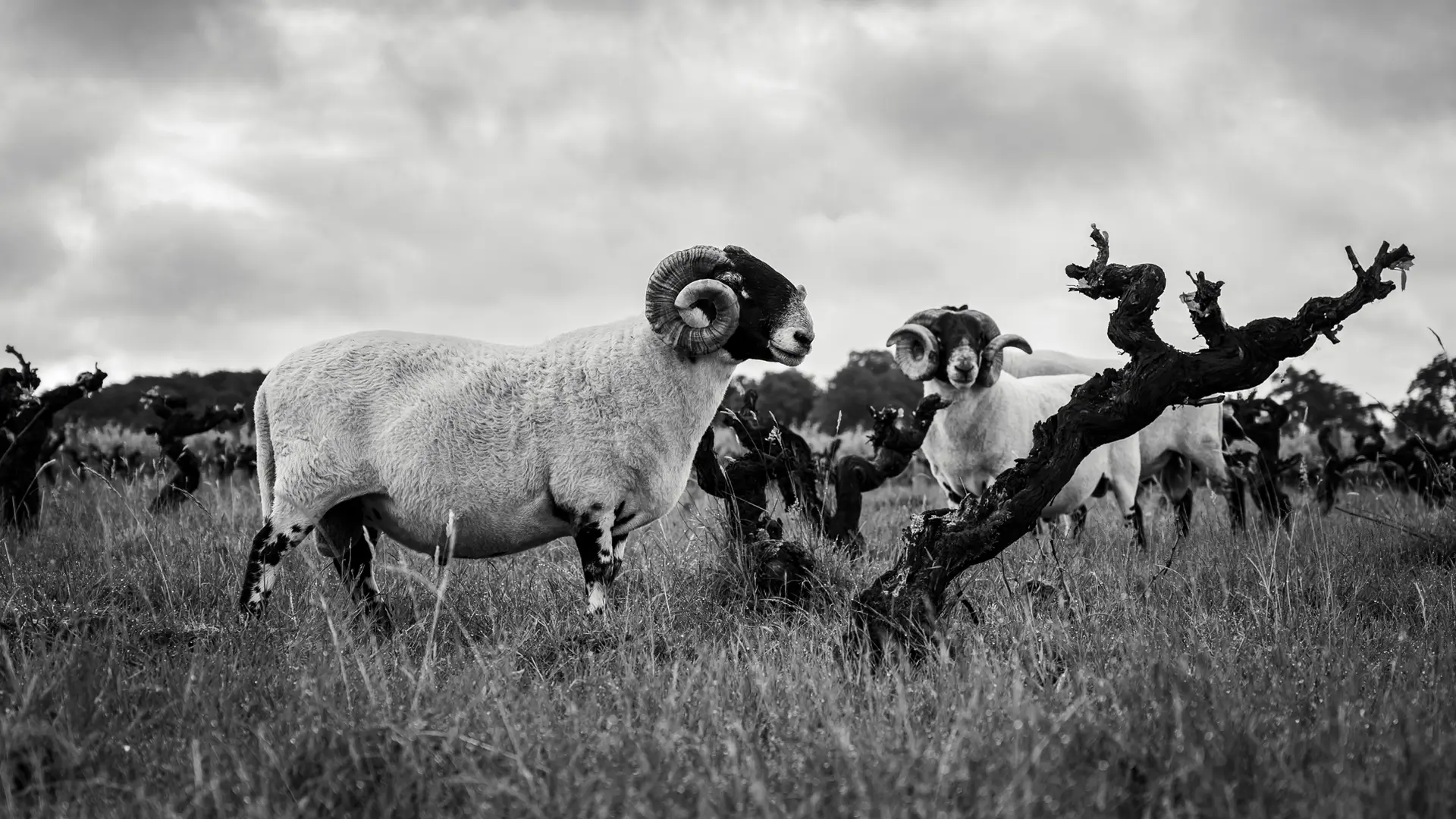 Béliers dans les vignes