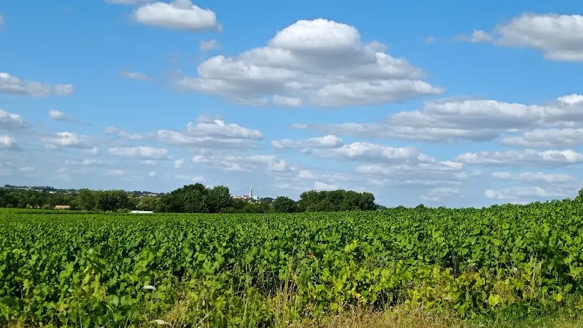 maison du heron vignoble
