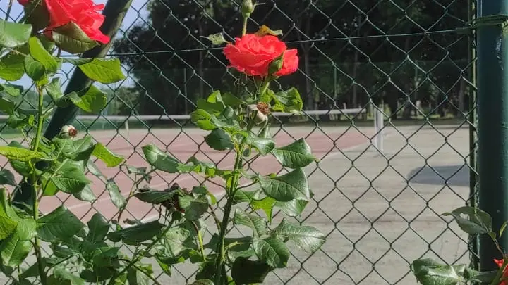 La Petite Gilardière, tennis