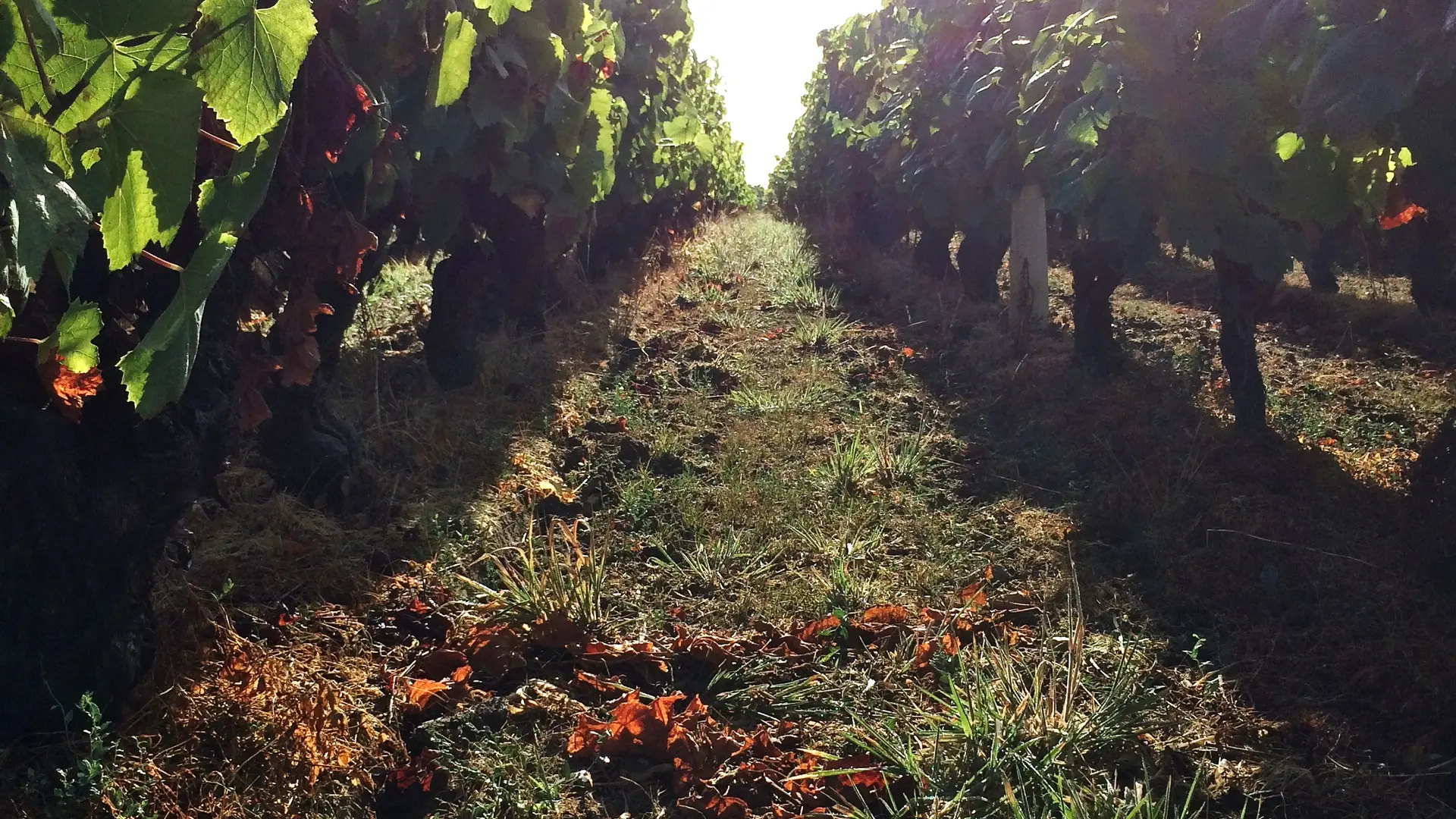 2018-domaine-bruno-cormerais4-st-lumine-de-clisson-44-levignobledenantes-tourisme