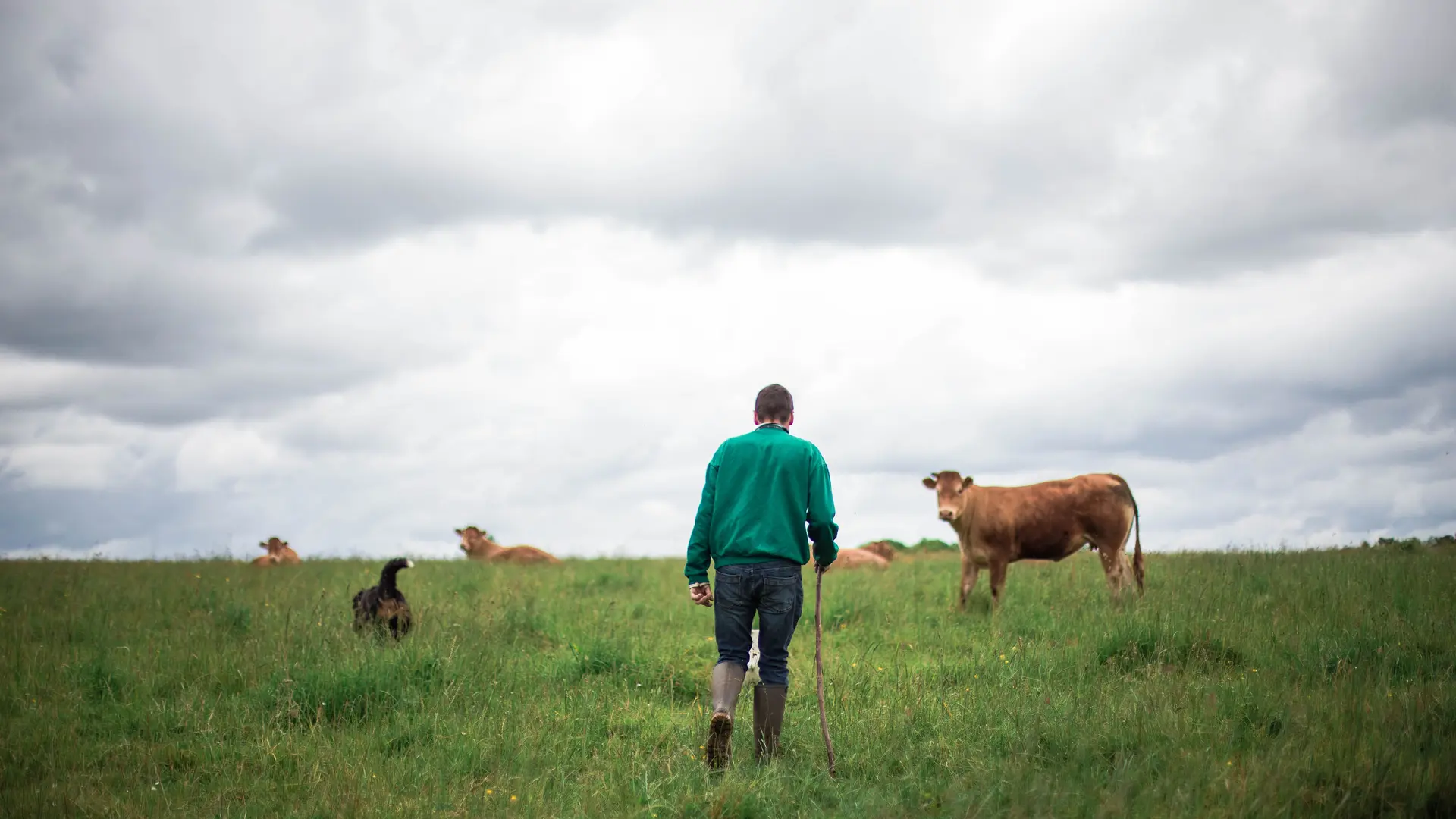 Gîte Le Douet Moreau - Saint-Léonard-des-Bois - bovins et éleveur