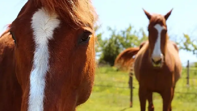 cheval-vignes-en-selle-st-crespin-sur-moine-sevremoine-nantes-cholet-clisson-2