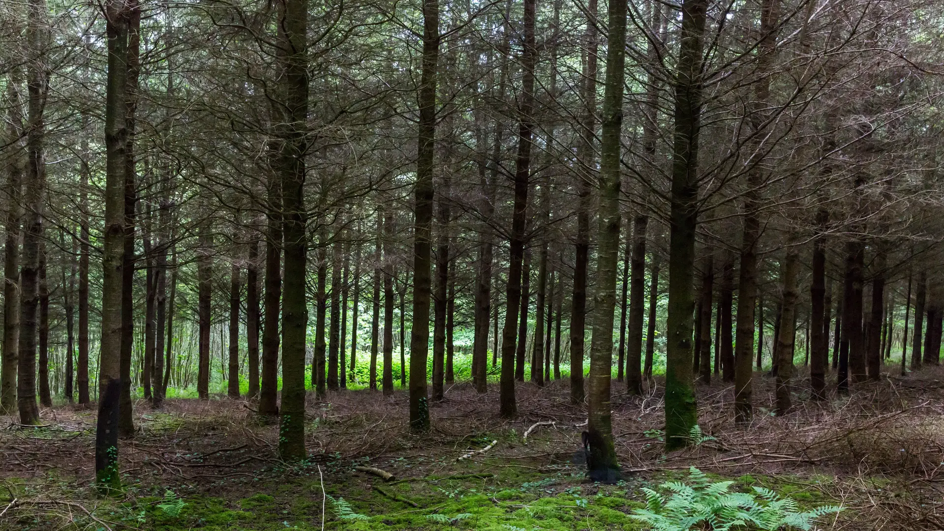 Ize-Mont-Rochard---CP-P