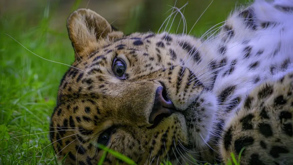 LOGO 2024 ZBDD ©Michel Lhuillier 1024