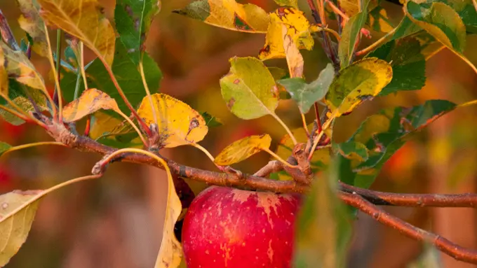 La Racotterie_Neuvy le Roi