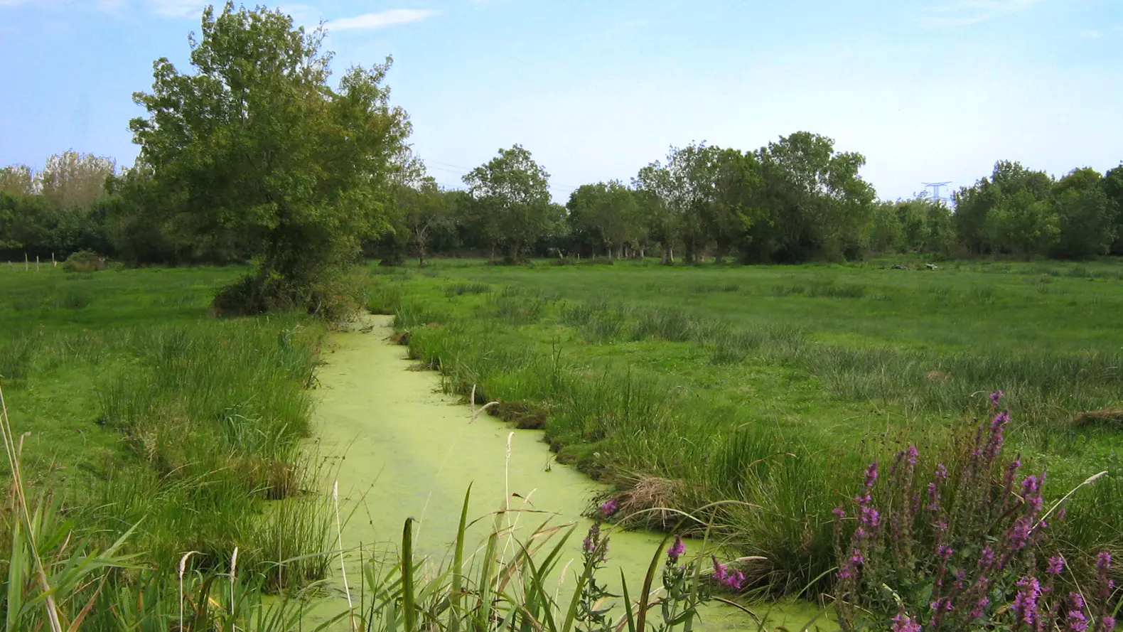 Marais de la Roche - Couverture Marais