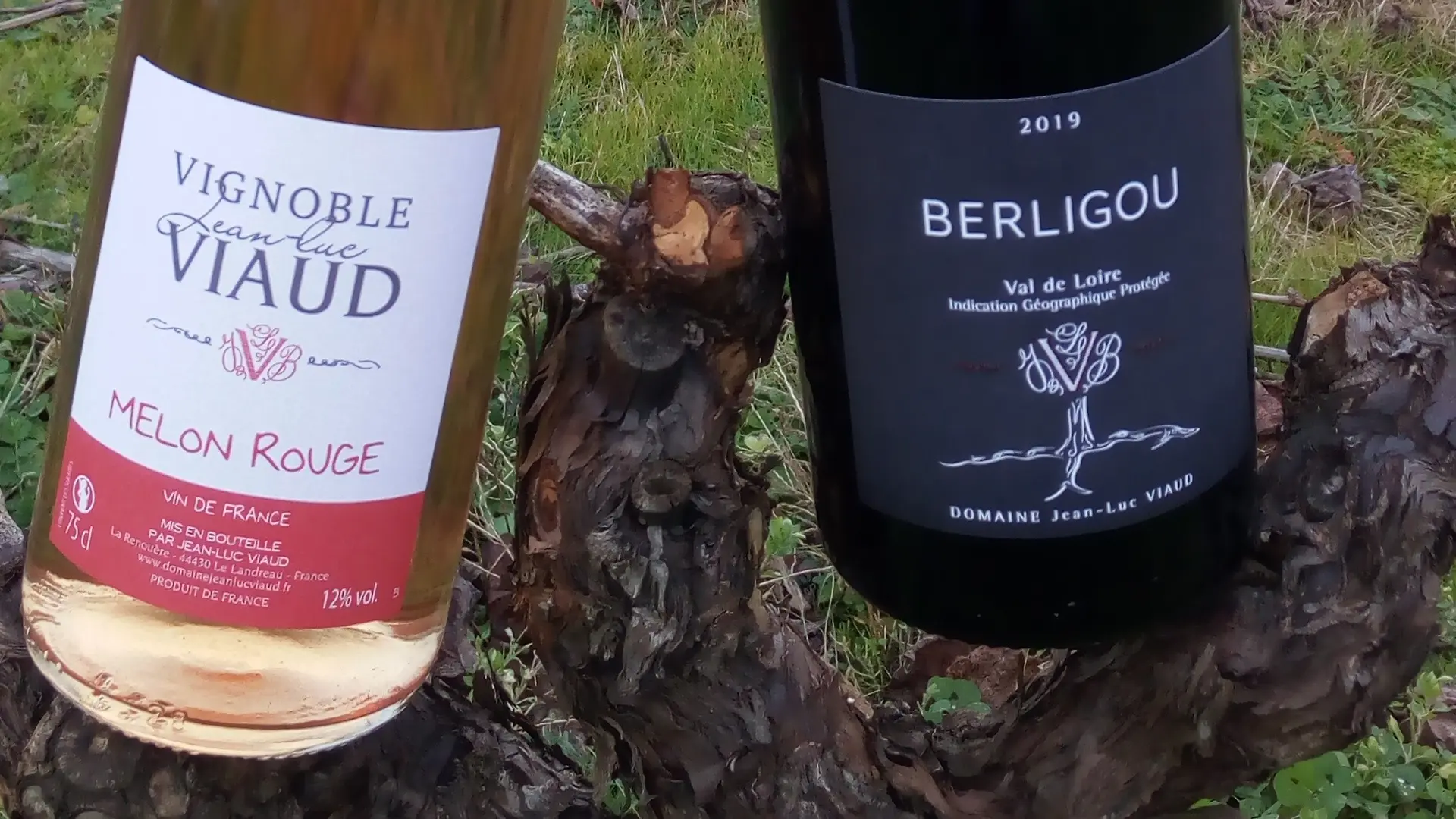 Melon-rouge- berligou-jl-viaud (3)