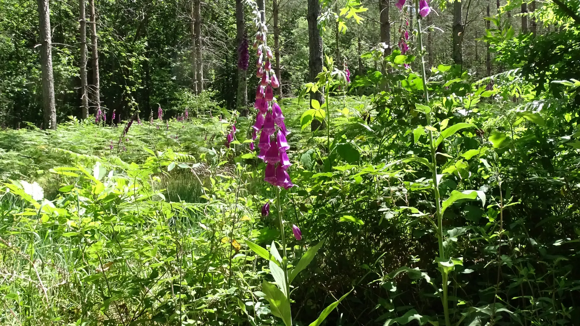 Randonnée pédestre.La Flèche