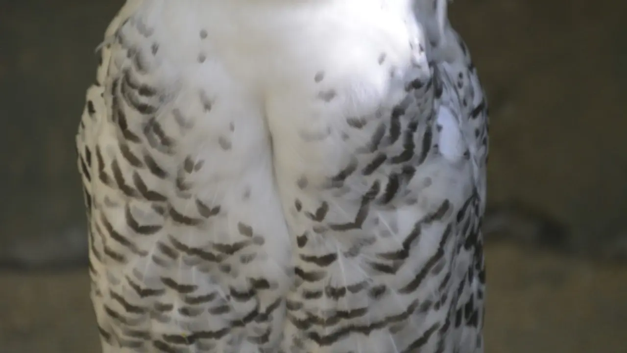 Refuge_de_l_arche-Chateau-Gontier