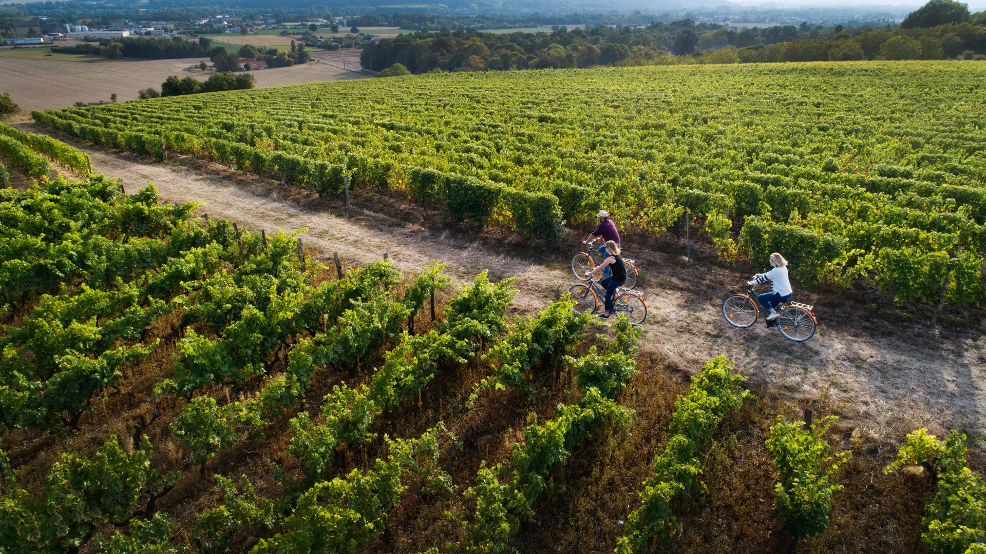 Vignoble de la vallée du Loir