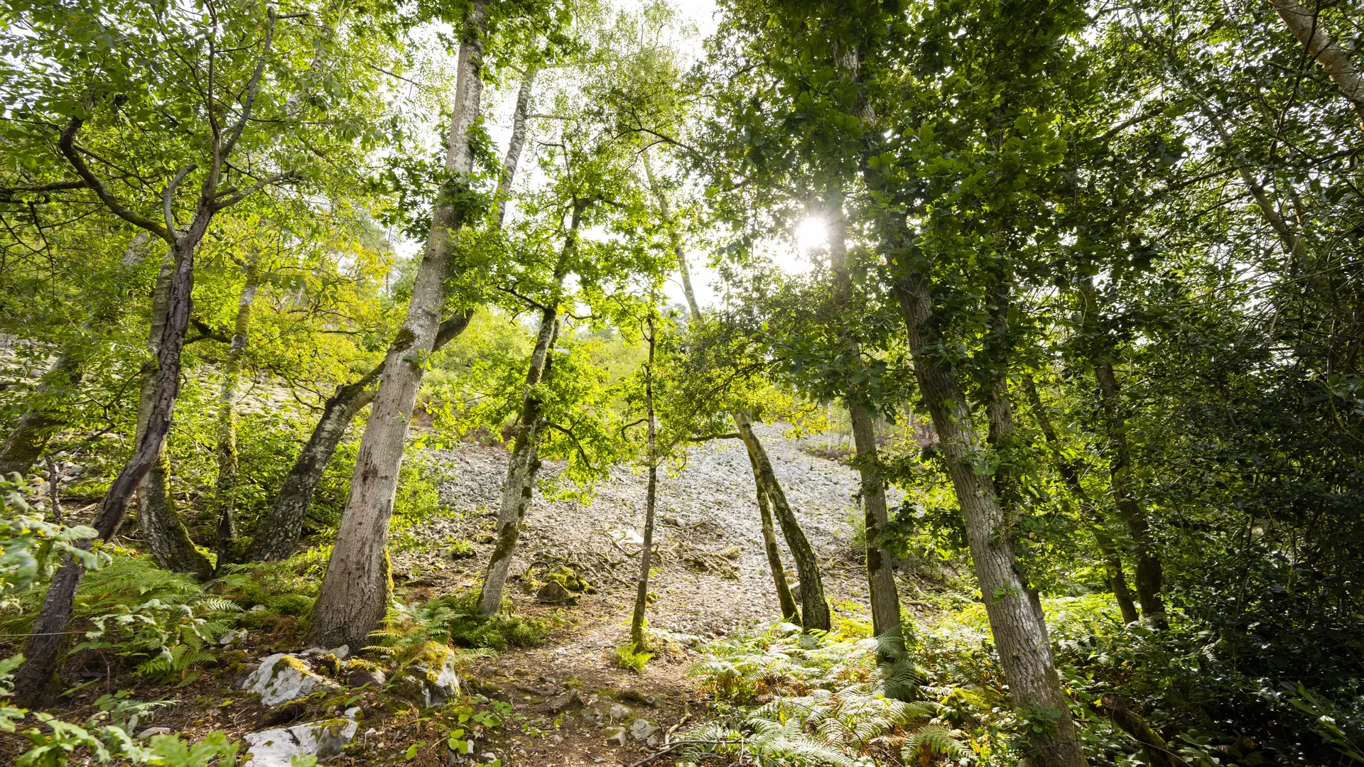 Pierrier, Saint-Léonard-des-Bois