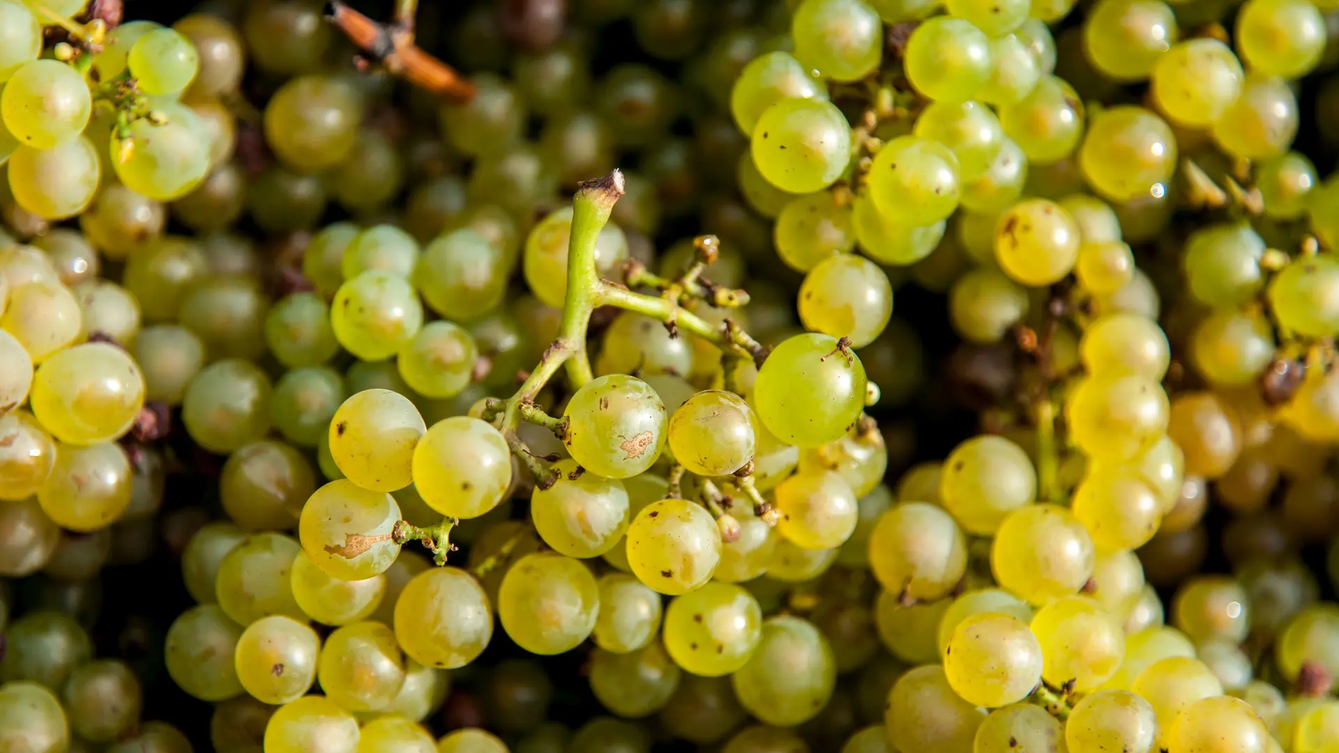 domaine de l'ecu-VENDANGES 2021