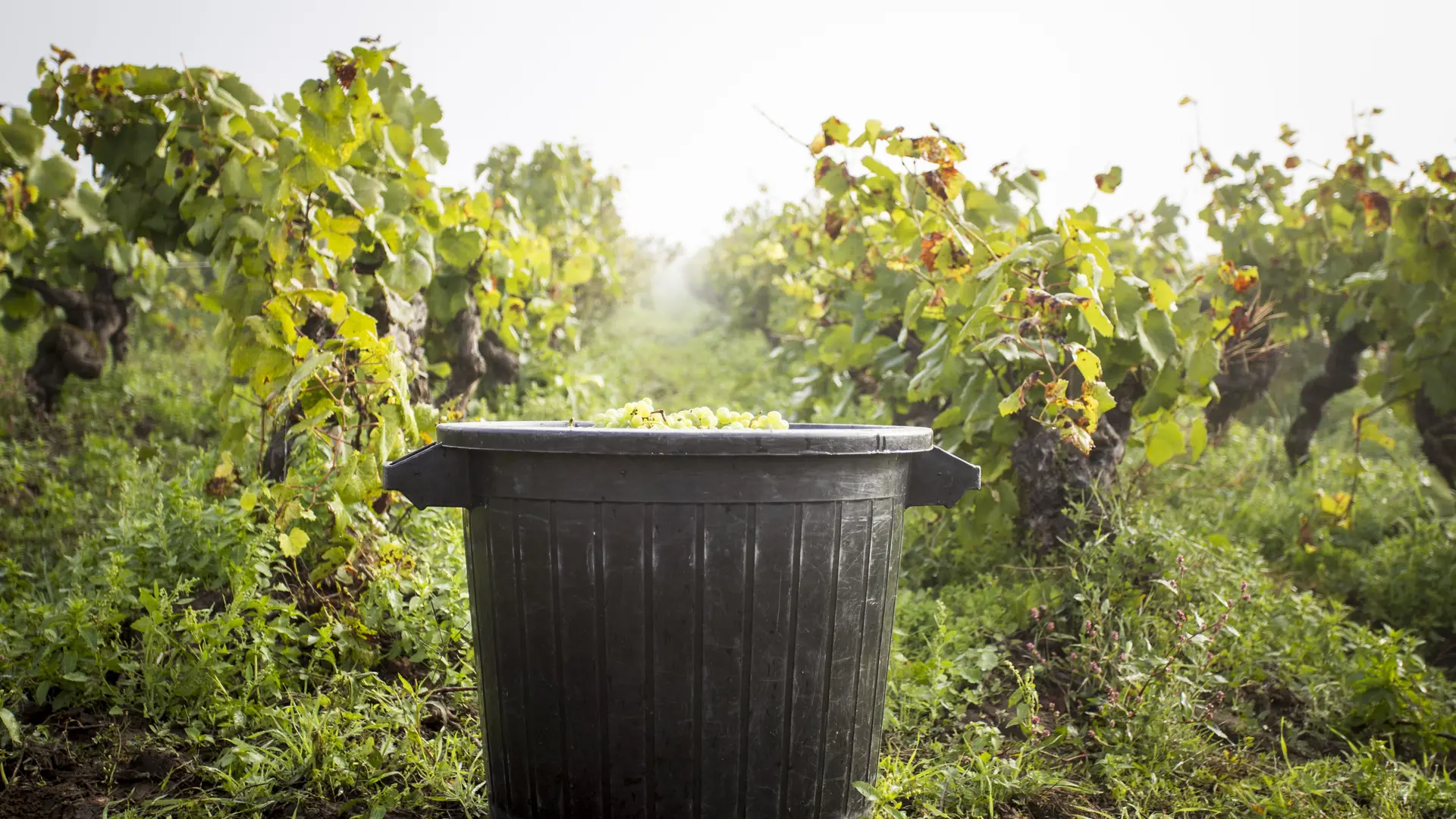 domaine-bregeon-gorges-44