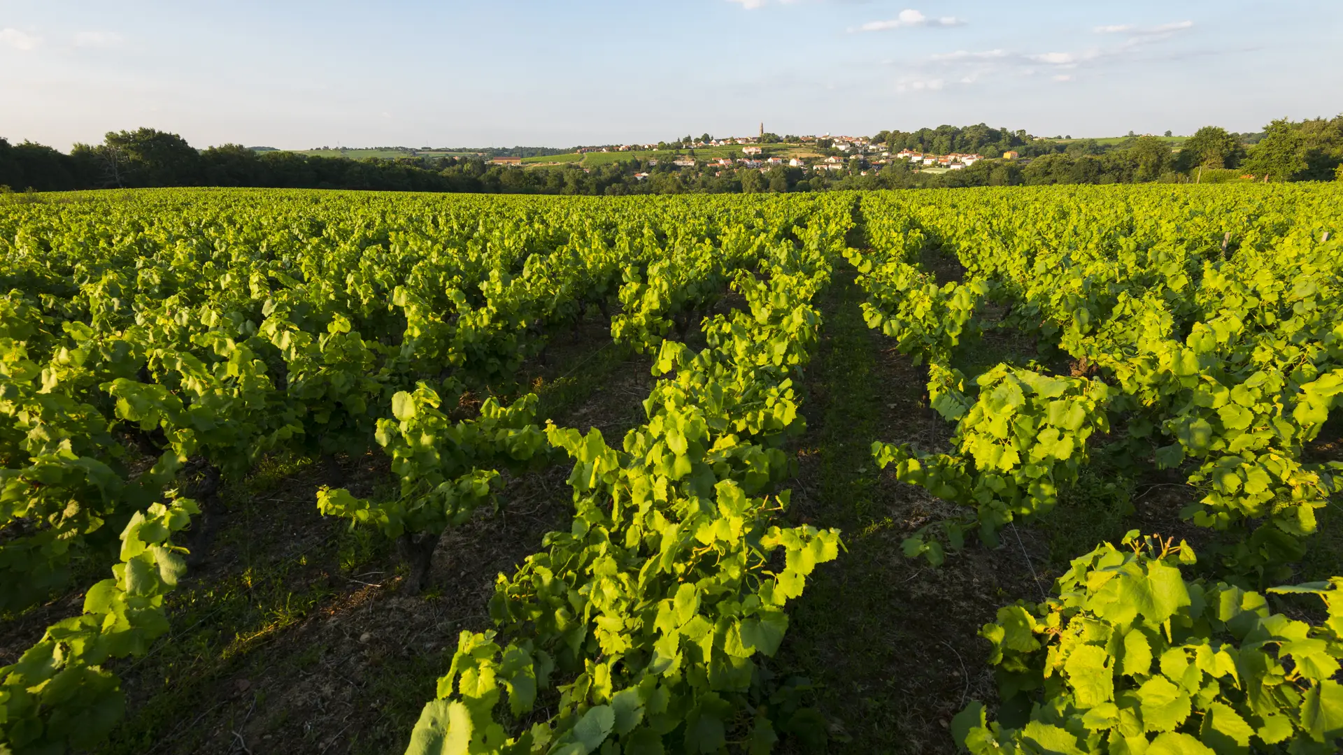 Vue sur Saint Fiacre sur Maine randonnée vignes