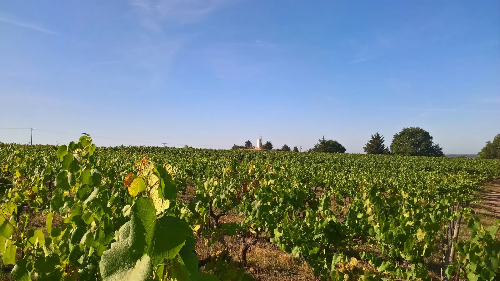 Vignes-et-moulin---circuitdeshorizons-lelorouxbottereau-44-levignobledenantes