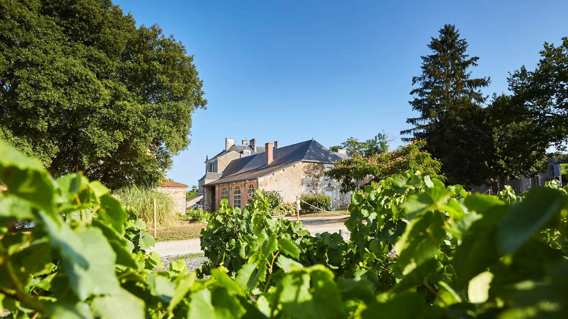 VignobleNantais2019-alamoureux-MG-3901