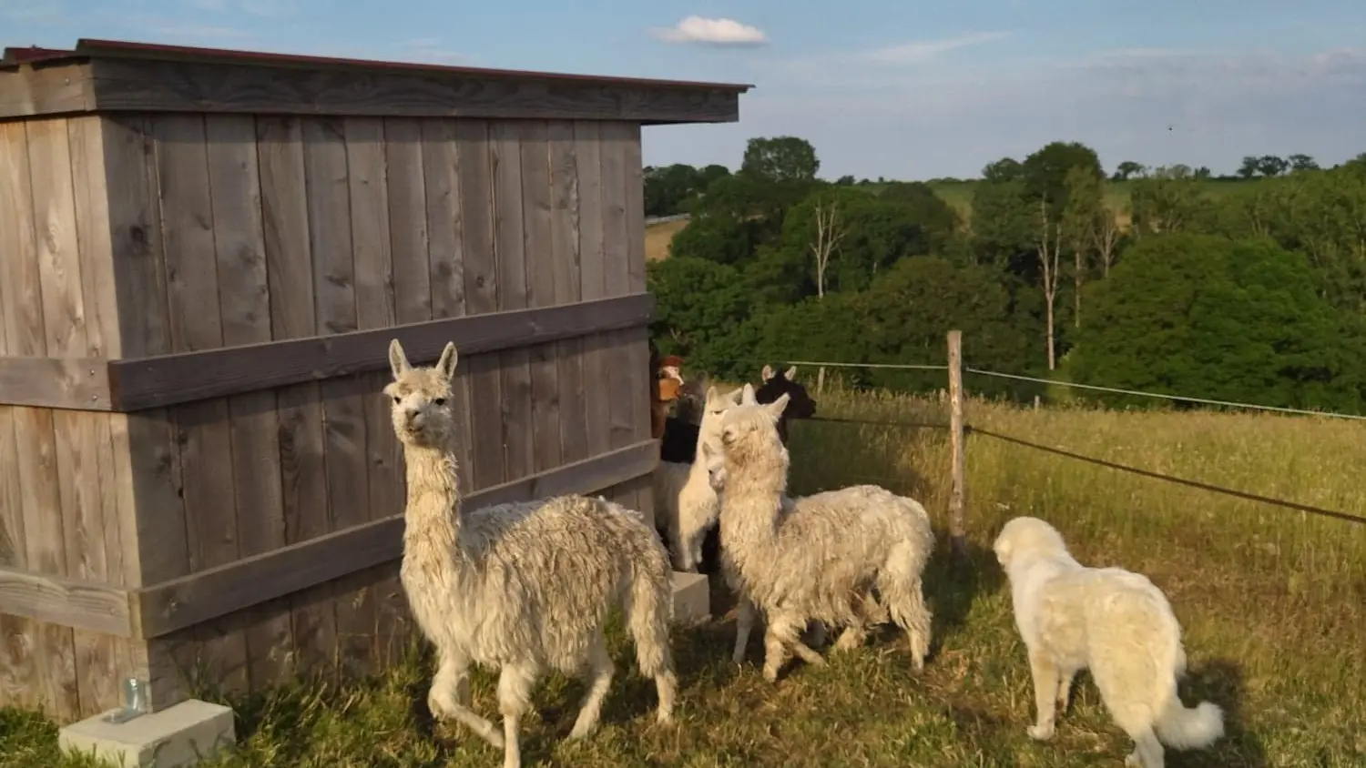 Alpagas