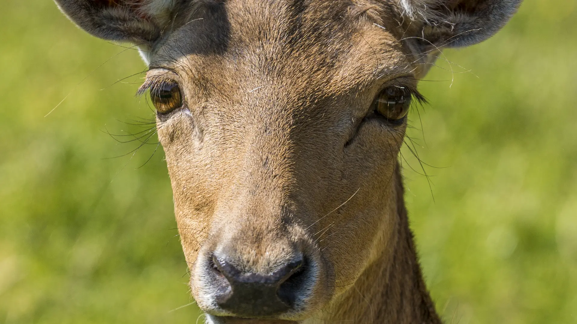 animaux-daim-natural-parc-st-laurent-des-autels-oa-osez-mauges-©F.Crampon (2)